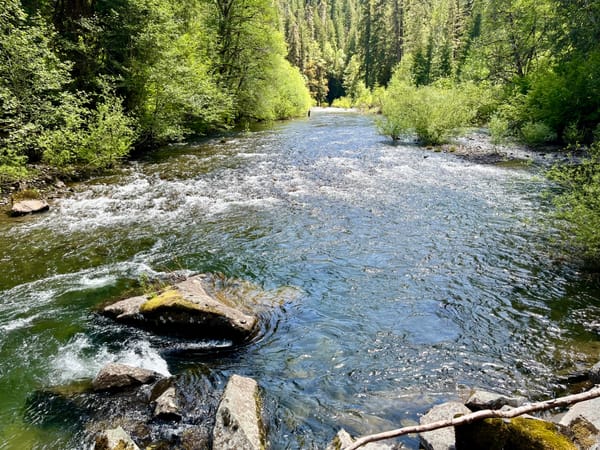 A river flows through a forest, across foreground boulders and then riffles midway, with a lone angler sin the background. 