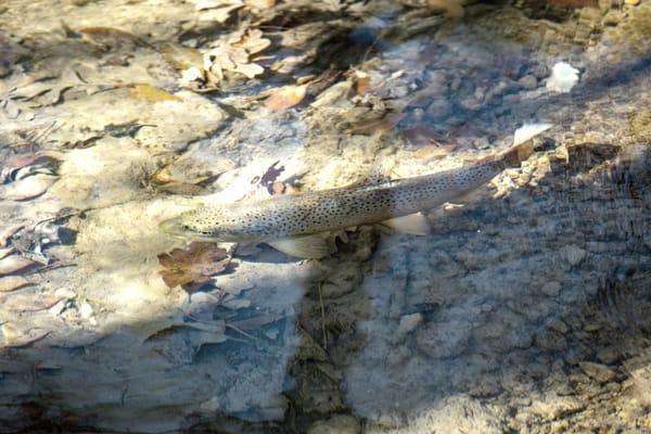 Streamers and triggering trout aggression