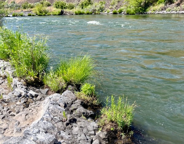 The Deschutes River in Oregon flows along a rocky shoreline with tufts of grass.